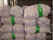 normal white garlic----mesh bag packing