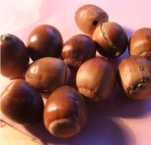  Acorn  Products