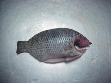 Tilapia Gut Scaled,Gill,Tall off