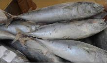 BONITO TUNA