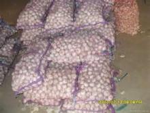 new garlic