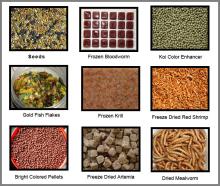 Aquarium Fish Food Pet Food