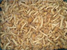 Frozen Nameko LL Grade