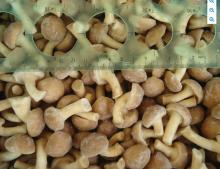 Frozen Nameko S Grade