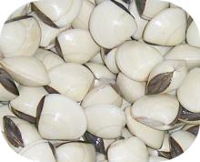 White Clam