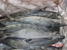 spanish mackerel