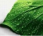 Sodium Copper Chlorophyll