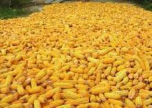 yellow corn