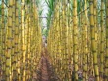  fresh   sugar   cane 