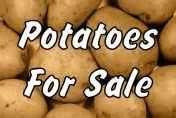High Quality Long Shape Fresh Potato for Sale