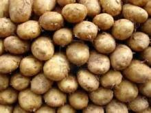 Sante Potato from africa