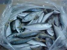 Frozen mackerel (Scomber japonicus)