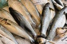 Whole Round Frozen Pacific Mackerel/Scomber Japonicus for canning industry