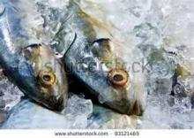 2011 New Catch makerel