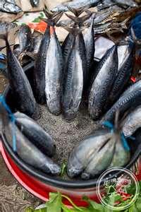 Fresh Seafood  Trachurus   Japonicu s Frozen Horse Mackerel  whole   round 