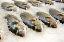 frozen fresh fish mackerel low price