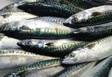 Fresh Fish Mackerel  Frozen 