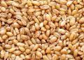 Wheat Grain