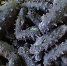 Prickly Black Fish