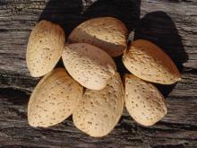 Mamra(mamro) Almond and Almond Kernels