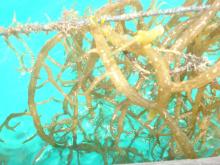 Carrageenan