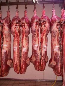 Beef Carcasses | Mezzene bovine | Carcasses de bovins | Karkassen