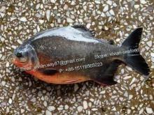 China Frozen Red Pomfret Fish / Red Pacu (Colossoma Brachypomum)