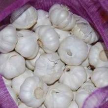 Fresh White Garlic for sale