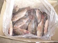 FROZEN TILAPIA WHOLE ONE(300-500g/pcs)