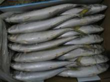 BEST PRICE SEAFOOD FROZEN MACKEREL FISH