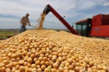 Soybean  GMO 