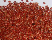 Piper  Sudan  Grass Seeds (indian Piper)