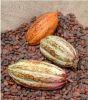 Alkaized Cocoa Powder 20-22%