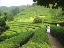  green   tea   leaves 
