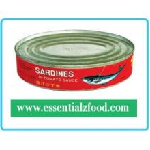 Oval  Canned   Sardine   Fish  in  tomato  sauce/Brine/oil