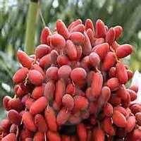 semi dried and fresh dates