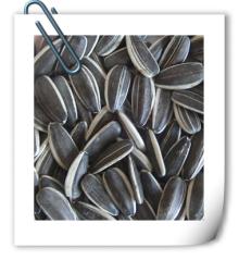 long type sunflower seeds 24/64