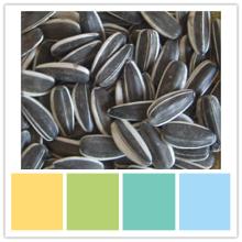 black sunflower seeds 5009 for human consumption big factory