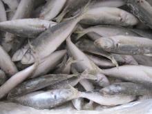  IQF   horse   mackerel 