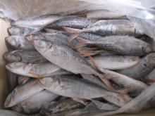 horse mackerel with red tail
