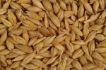 ORGANIC BARLEY GRAINS
