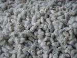 COTTON SEEDS