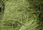 ALFALFA HAY ANIMAL FEED