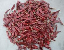 dried red  jinta   chili  pepper