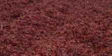 Dried hot American chili pepper