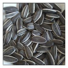 long type sunflower seeds 5009 24/64