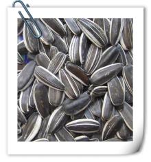 new crop  sunflower   seeds   24 / 64 