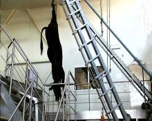 cattle slaughtering equipment