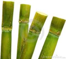  fresh   sugar   cane 