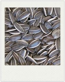 chinese sunflower seed 24/64 5009